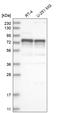 Forkhead Box K2 antibody, HPA027523, Atlas Antibodies, Western Blot image 