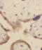 Annexin A4 antibody, FNab00435, FineTest, Immunohistochemistry paraffin image 
