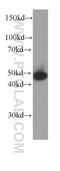 Keratin 15 antibody, 60247-1-Ig, Proteintech Group, Western Blot image 