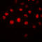 Homeobox protein Hox-A1 antibody, LS-B13574, Lifespan Biosciences, Immunofluorescence image 