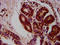 Mov10 Like RISC Complex RNA Helicase 1 antibody, LS-C680875, Lifespan Biosciences, Immunohistochemistry paraffin image 