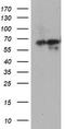 Bifunctional purine biosynthesis protein PURH antibody, TA504570, Origene, Western Blot image 