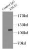 LIM domain and actin-binding protein 1 antibody, FNab02812, FineTest, Immunoprecipitation image 