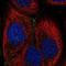 Filamin Binding LIM Protein 1 antibody, NBP1-86665, Novus Biologicals, Immunofluorescence image 