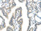 Vacuolar Protein Sorting 4 Homolog A antibody, orb525374, Biorbyt, Immunohistochemistry paraffin image 