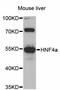 HNF-4-alpha antibody, LS-C746987, Lifespan Biosciences, Western Blot image 
