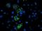 Uncharacterized protein C4orf42 antibody, NBP2-01174, Novus Biologicals, Immunofluorescence image 