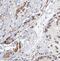 CGG Triplet Repeat Binding Protein 1 antibody, FNab01625, FineTest, Immunohistochemistry frozen image 
