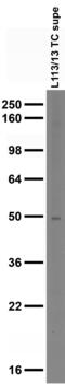 Homer protein homolog 1 antibody, 75-492, Antibodies Incorporated, Western Blot image 