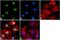 Di-Methyl-Histone H3 antibody, 720079, Invitrogen Antibodies, Immunofluorescence image 