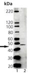 TAP Binding Protein antibody, NBP2-37749, Novus Biologicals, Western Blot image 
