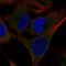 SHC-transforming protein 4 antibody, HPA074146, Atlas Antibodies, Immunocytochemistry image 