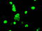 Deoxynucleotidyltransferase terminal-interacting protein 1 antibody, TA501132, Origene, Immunofluorescence image 