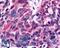 Estrogen Related Receptor Beta antibody, LS-A7131, Lifespan Biosciences, Immunohistochemistry frozen image 