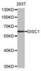 Disrupted in schizophrenia 1 protein antibody, abx002129, Abbexa, Western Blot image 