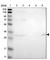 Endoplasmic Reticulum-Golgi Intermediate Compartment 1 antibody, HPA018666, Atlas Antibodies, Western Blot image 