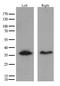 Hydroxysteroid 17-Beta Dehydrogenase 13 antibody, CF814158, Origene, Western Blot image 
