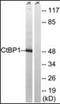 C-Terminal Binding Protein 1 antibody, orb96477, Biorbyt, Western Blot image 