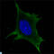 Calreticulin antibody, LS-C813350, Lifespan Biosciences, Western Blot image 