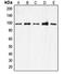 Cell Division Cycle 27 antibody, LS-C351959, Lifespan Biosciences, Western Blot image 