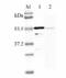 PBEF antibody, ALX-210-425-C100, Enzo Life Sciences, Western Blot image 
