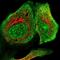 Round Spermatid Basic Protein 1 Like antibody, NBP1-81902, Novus Biologicals, Immunofluorescence image 