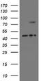 SKI Like Proto-Oncogene antibody, TA800163, Origene, Western Blot image 
