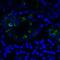 T Cell Immunoreceptor With Ig And ITIM Domains antibody, RF16053, ProSci Inc, Immunofluorescence image 