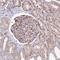 Zinc Finger Protein 14 antibody, HPA049863, Atlas Antibodies, Immunohistochemistry paraffin image 