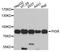 Polymeric immunoglobulin receptor antibody, A10881, ABclonal Technology, Western Blot image 