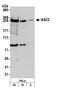Pyrin Domain Containing 1 antibody, A300-410A, Bethyl Labs, Western Blot image 