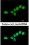 Protein quaking antibody, PA5-30563, Invitrogen Antibodies, Immunofluorescence image 