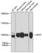 Exportin For TRNA antibody, A08486, Boster Biological Technology, Western Blot image 