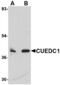CUE Domain Containing 1 antibody, MBS150391, MyBioSource, Western Blot image 
