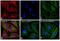 Mouse IgG (H+L) antibody, A-21235, Invitrogen Antibodies, Immunofluorescence image 