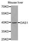 2'-5'-Oligoadenylate Synthetase 1 antibody, orb167185, Biorbyt, Western Blot image 