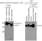 Centrosomal protein of 164 kDa antibody, 22227-1-AP, Proteintech Group, Immunoprecipitation image 