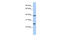 Chromosome 12 Open Reading Frame 42 antibody, 26-889, ProSci, Western Blot image 