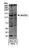 Lysine-specific demethylase 4C antibody, LS-B2856, Lifespan Biosciences, Western Blot image 