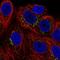 Protein O-Mannosyltransferase 1 antibody, HPA065252, Atlas Antibodies, Immunocytochemistry image 