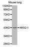 Homeobox protein Nkx-2.1 antibody, STJ24771, St John