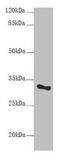 Small Nuclear Ribonucleoprotein Polypeptide A antibody, CSB-PA00974A0Rb, Cusabio, Western Blot image 