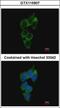 Nuclear Receptor Binding Protein 1 antibody, GTX115907, GeneTex, Immunocytochemistry image 