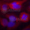 Tyrosine Hydroxylase antibody, AP0211, ABclonal Technology, Immunofluorescence image 