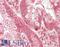 Glycerate Kinase antibody, LS-B14797, Lifespan Biosciences, Immunohistochemistry paraffin image 