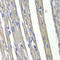Prostaglandin F synthase antibody, LS-C748613, Lifespan Biosciences, Immunohistochemistry frozen image 