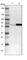 Seryl-TRNA Synthetase antibody, HPA016939, Atlas Antibodies, Western Blot image 