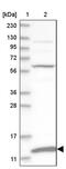 Mitochondrial Ribosomal Protein S36 antibody, PA5-57402, Invitrogen Antibodies, Western Blot image 