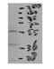 Aldo-Keto Reductase Family 1 Member E2 antibody, orb77545, Biorbyt, Western Blot image 