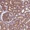 Mitotic-spindle organizing protein 1 antibody, HPA066715, Atlas Antibodies, Immunohistochemistry paraffin image 